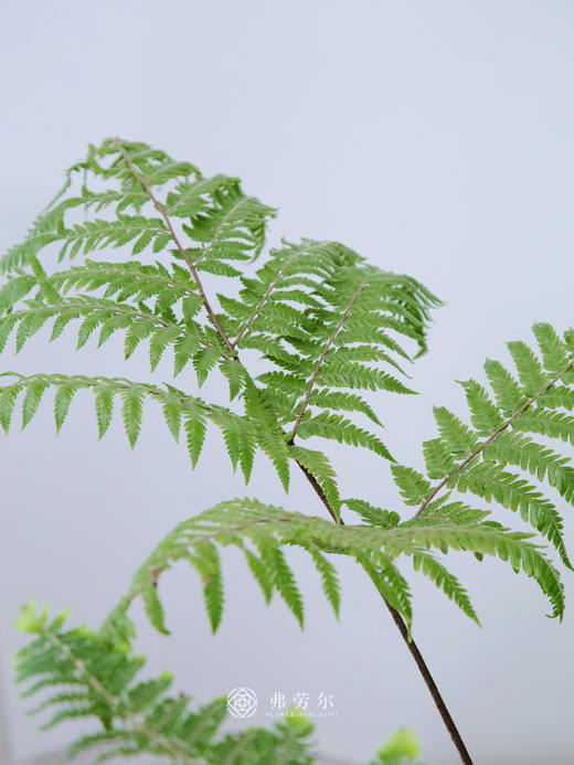 红鳞蕨 商品图1