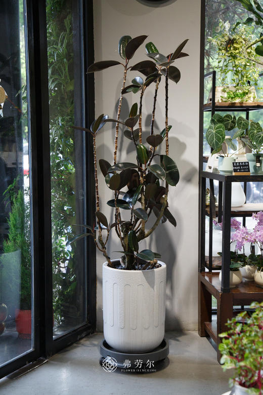 黑金刚 商品图0