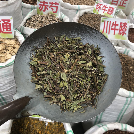 猫须草 500克每袋 肾茶 云南西双版纳产 商品图2
