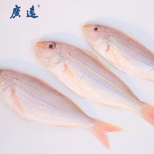 D广远红杉鱼(海钓金钱鱼) 商品图0