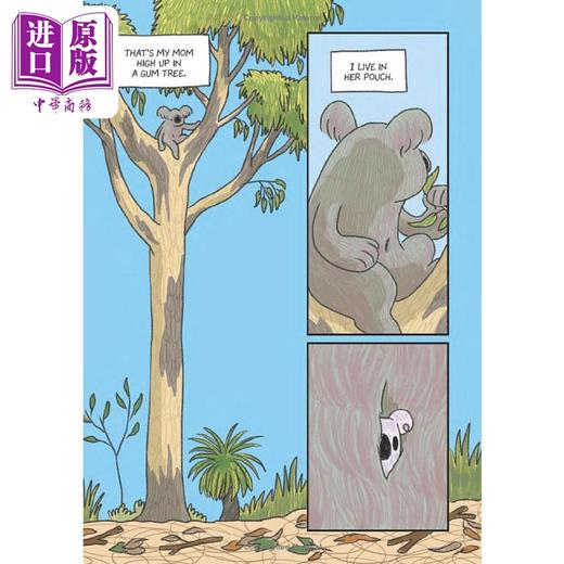 【中商原版】桥梁漫画 野外生存小考拉彩虹 Surviving the Wild Rainbow the Koala英文原版 儿童图画图像小说 动物漫画故事 商品图3