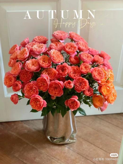 多头玫瑰 | 橙红果汁 商品图0