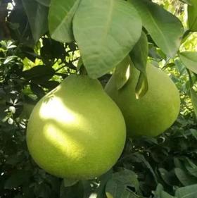 泰国翡翠柚 脆嫩多汁 每颗果肉都是小炸弹