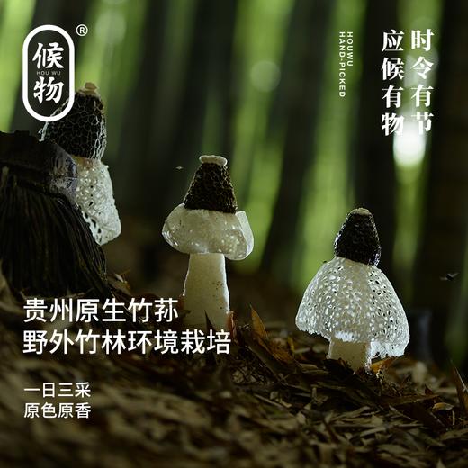 候物黑帽竹荪|来自“中国竹荪之乡”，拒绝熏硫，肉肥脆嫩爽口 商品图7
