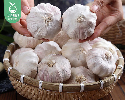 【叼鲜蔬】山东紫皮蒜头（新蒜）/1份（约1.5kg±100g） 商品图3