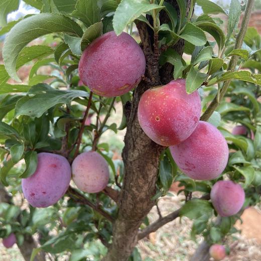 生态玫瑰李 | 合作生产*Ecological Rose Plum | Coproduction 商品图4