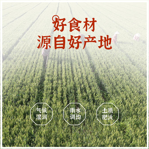 怀府街黄金小麦胚芽粉（金罐） 商品图5