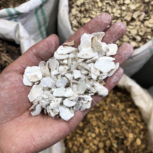 牡蛎  生牡蛎 商品图4