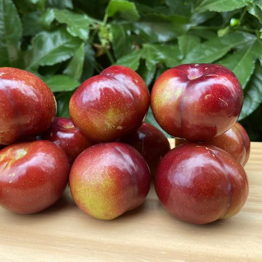 生态玫瑰李 | 合作生产*Ecological Rose Plum | Coproduction 商品图3