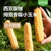 【云南特产！西双版纳拇指玉米】真空锁鲜，软糯香甜，细腻无渣，新鲜白糯迷你手指玉米儿童早餐 商品缩略图0