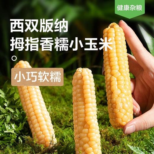 【云南特产！西双版纳拇指玉米】真空锁鲜，软糯香甜，细腻无渣，新鲜白糯迷你手指玉米儿童早餐 商品图0
