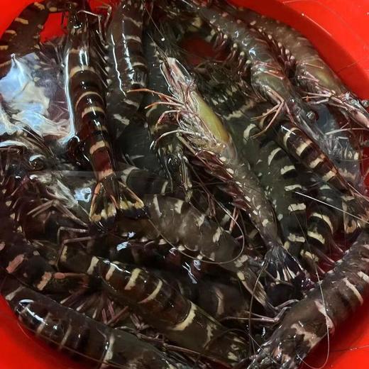 木虾约22尾/斤左右（约500G） /份 /份 商品图0