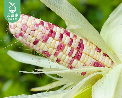 【叼鲜蔬】长泰新鲜彩糯玉米（带衣-去头尾）/1份（1.5kg±100g) 商品图2