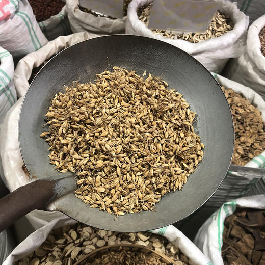 麦芽 生麦芽  农家自种，颗粒饱满中药材 商品图4