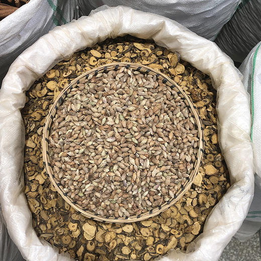 苍耳子 常用规格 生苍耳子 商品图2