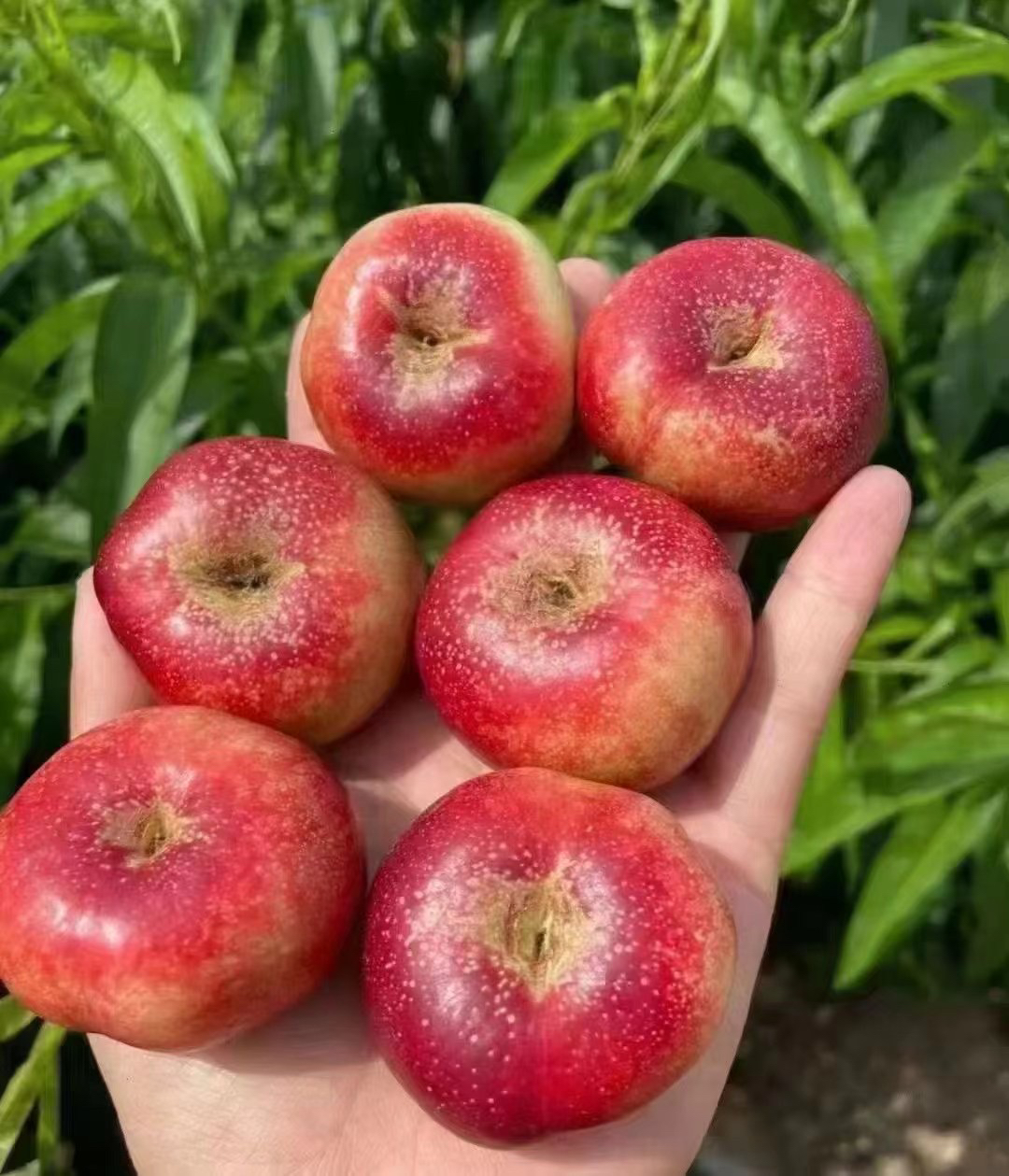 幸福来的刚刚好,脆,甜蜜多汁,珍稀品种～越放越好