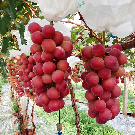 【大理•妮娜皇后葡萄】 顺丰空运到家 颜值诱人 香甜多汁 花香的清新 果香的鲜甜 奶香的醇蜜 酒香的层次 多种规格任选 中秋送礼礼盒推荐 商品图3