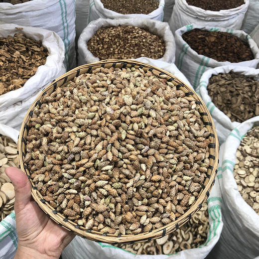 苍耳子 常用规格 生苍耳子 商品图0