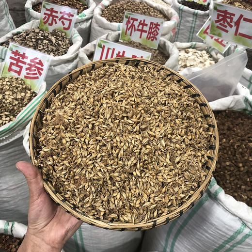 麦芽 生麦芽  农家自种，颗粒饱满中药材 商品图0