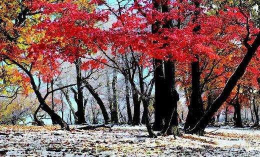 东北红叶盛宴丨四方顶子、本溪（老边沟&大石湖）、“中华枫叶大道”、科尔沁五角枫7天摄影团 商品图1