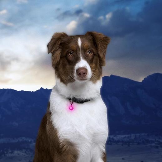 美国NiteIze奈爱宠物灯发光吊坠防水led灯夜间小型夜光遛狗灯防丢 商品图3