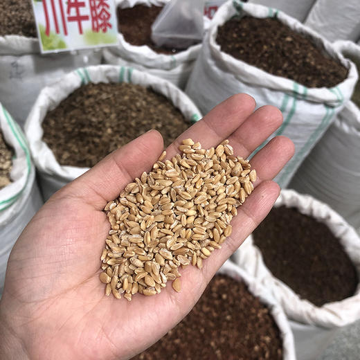 浮小麦 常用规格 小麦米 商品图1