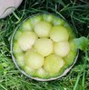 消暑蜜瓜 | 山东海阳网纹瓜 商品缩略图4
