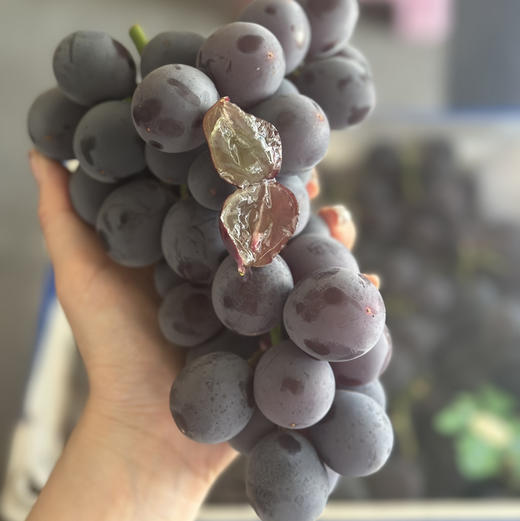 上海直发包邮06黑藤巨峰葡萄闪送发货