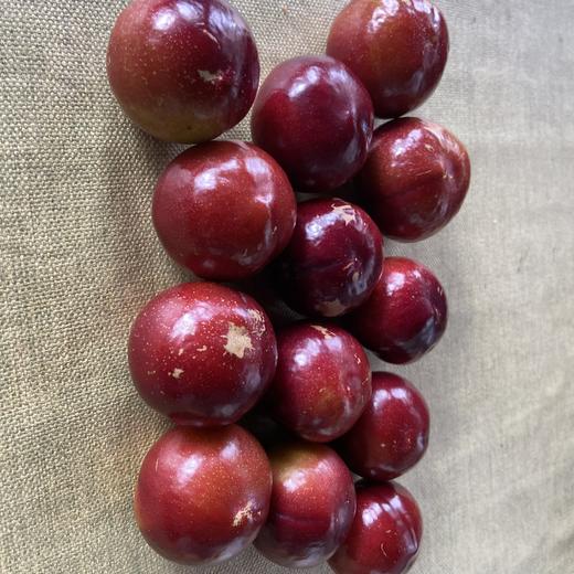 生态玫瑰李 | 合作生产*Ecological Rose Plum | Coproduction 商品图5