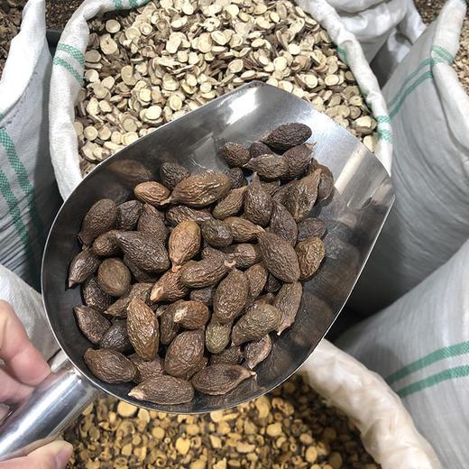 胖大海 商品图4