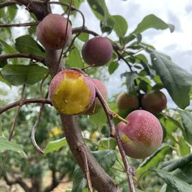 生态玫瑰李 | 合作生产*Ecological Rose Plum | Coproduction