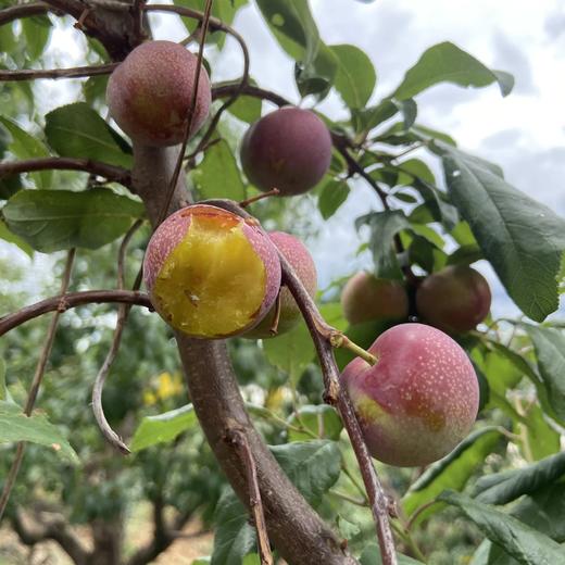 生态玫瑰李 | 合作生产*Ecological Rose Plum | Coproduction 商品图0