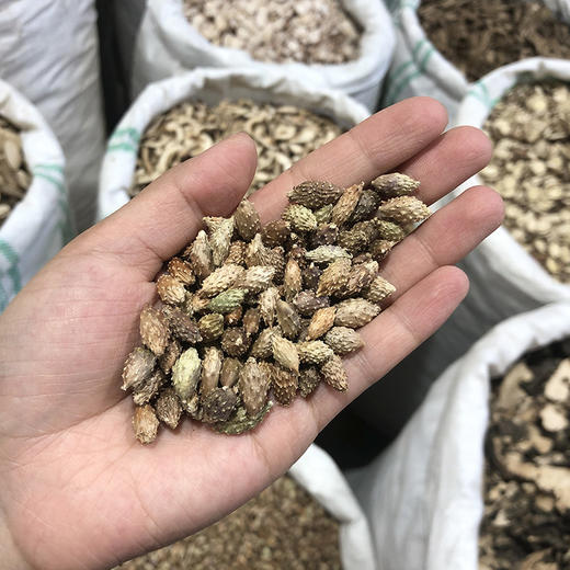 苍耳子 常用规格 生苍耳子 商品图4