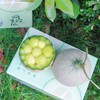 消暑蜜瓜 | 山东海阳网纹瓜 商品缩略图9