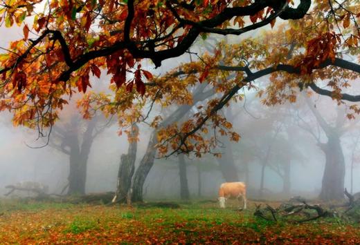 东北红叶盛宴丨四方顶子、本溪（老边沟&大石湖）、“中华枫叶大道”、科尔沁五角枫7天摄影团 商品图2