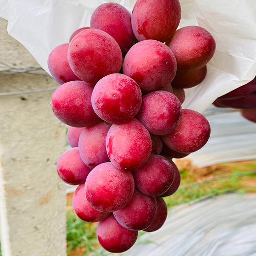 【大理•妮娜皇后葡萄】 顺丰空运到家 颜值诱人 香甜多汁 花香的清新 果香的鲜甜 奶香的醇蜜 酒香的层次 多种规格任选 中秋送礼礼盒推荐 商品图0