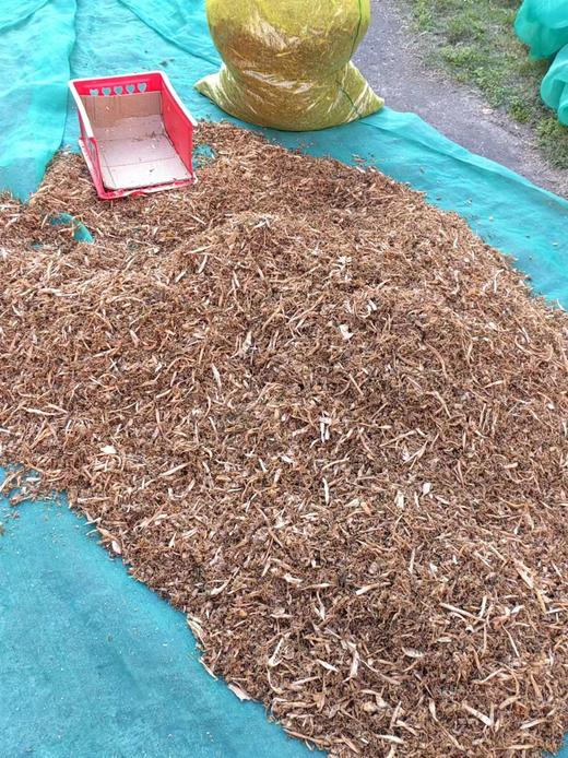 农家笋干菜500克 商品图2