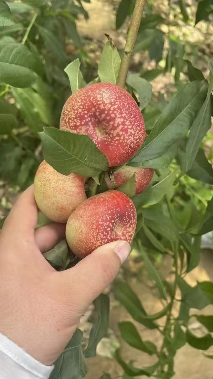 黄金蜜蟠油蟠桃幸福来的刚刚好脆甜蜜多汁珍稀品种越放越好吃一口下去