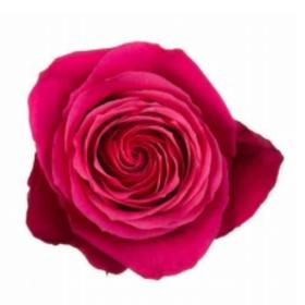 同城甄选厄瓜多尔进口玫瑰花cherry 樱桃