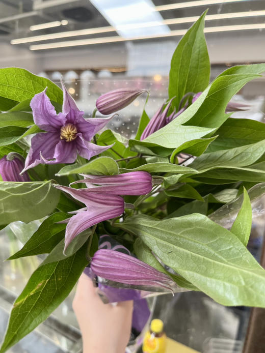 进口花材-【铁线莲】伦敦 商品图2