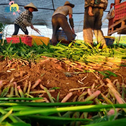 ❗❗【姜届的天花板】北海涠颐红芽拇指仔姜：❤️1、姜有增进食欲，开胃健脾，促进消化，解毒杀菌，驱风散寒等功效💥 商品图1