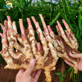 ❗❗【姜届的天花板】北海涠颐红芽拇指仔姜：❤️1、姜有增进食欲，开胃健脾，促进消化，解毒杀菌，驱风散寒等功效💥