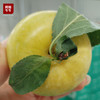 【牛牛好货】当季新鲜“李中之王”蜂蜜李，给味蕾出其不意的奇遇。 商品缩略图2