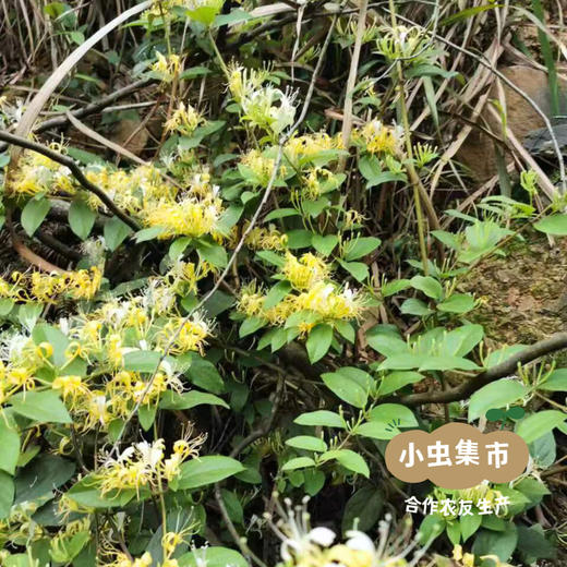 野生金银花 50g/袋 | 合作农友生产，产自广东连南瑶族自治县，生产者：张运东 &【公平贸易农人定价】 商品图10