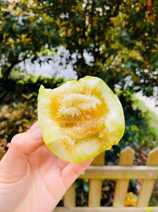 【马连庄甜瓜】酥甜到醉的瓜 带籽吃都满足 颗颗只选精品瓜 当下最清香四溢的必吃甜瓜-CC 商品图3
