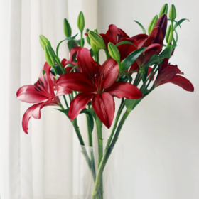 亚百合丨多头红宝石