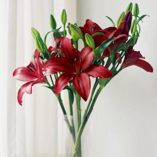亚百合丨多头红宝石 商品图0