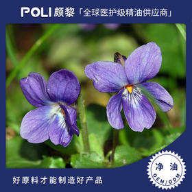 埃及进口紫罗兰净油原料 美容院按摩护肤净油 颇黎单方精油原料oem