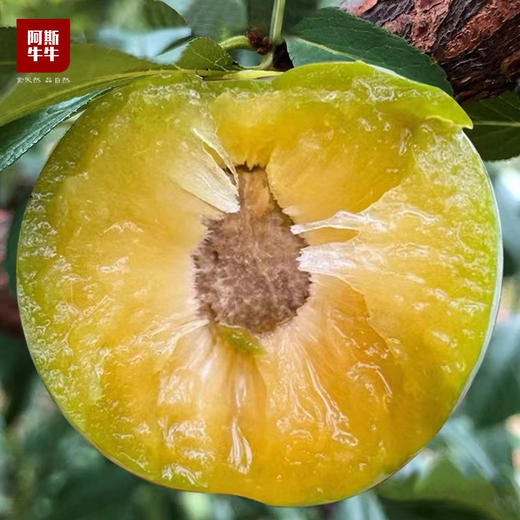 【牛牛好货】当季新鲜“李中之王”蜂蜜李，给味蕾出其不意的奇遇。 商品图4