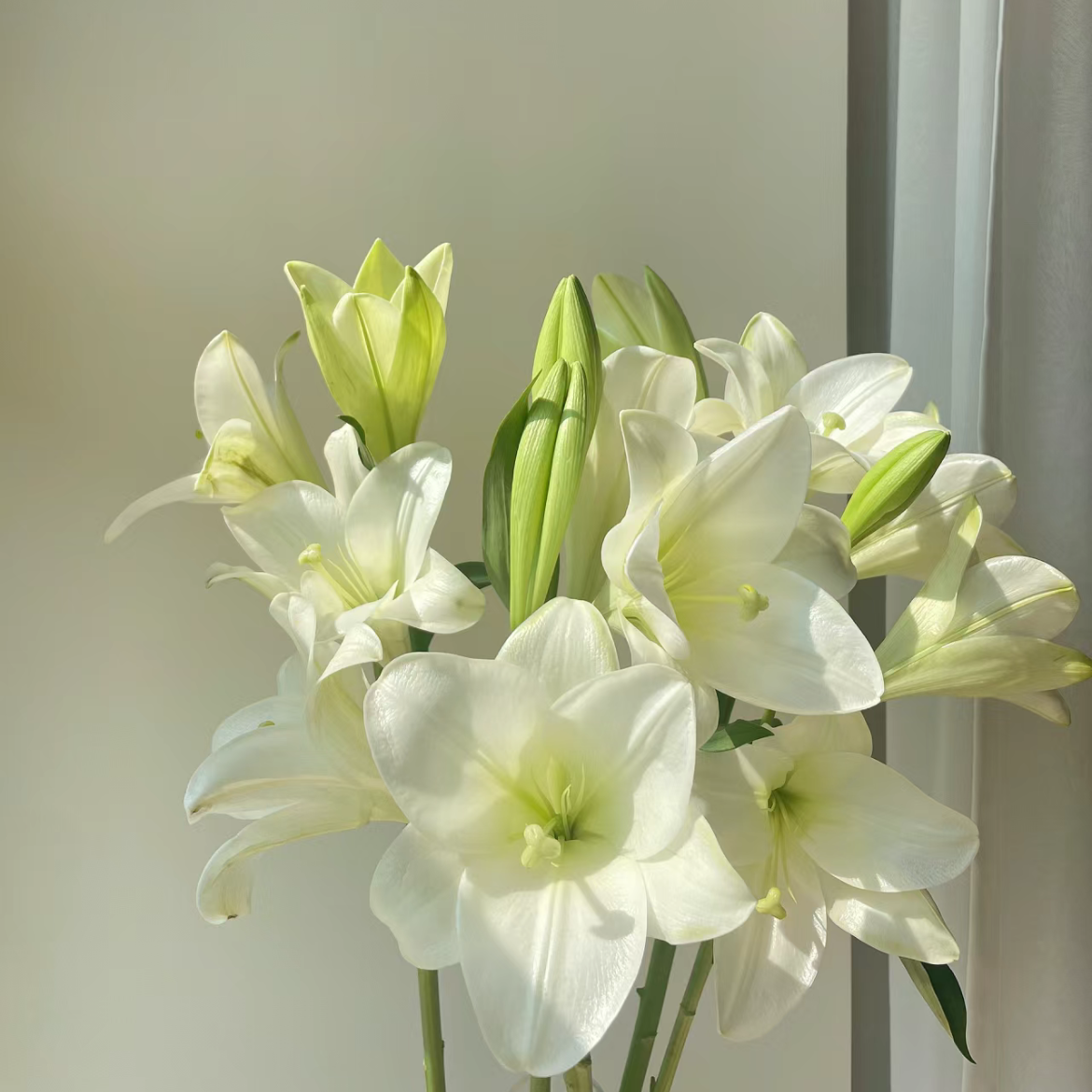 亚百合丨三头白铁炮